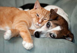 Load image into Gallery viewer, dog and cat allergy testing