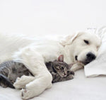 Load image into Gallery viewer, dog allergy testing, cat allergy testing