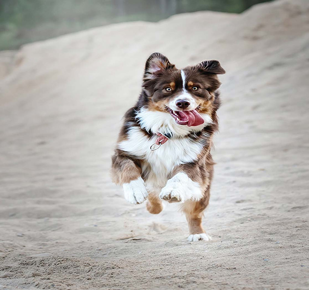 dog allergy testing